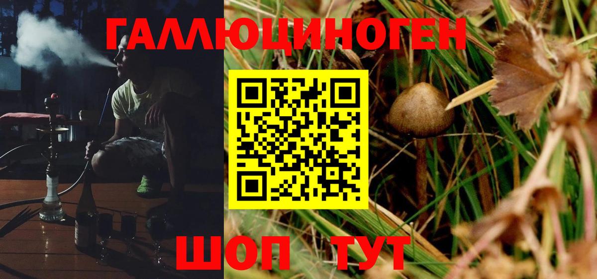 Избербаш  Галлюциногенные грибы Psilocybe  Вход с VPN 